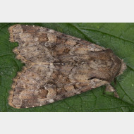 Xyleninae Apamea sordens