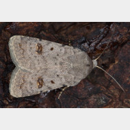 Xyleninae Caradrina kadenii