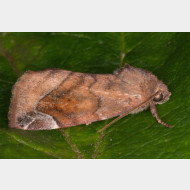 Xyleninae Cosmia pyralina