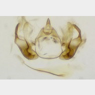 Hypatopa inunctella m
