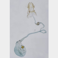 Cedestis subfasciella w