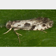 Nemapogoninae Nemapogon variatella
