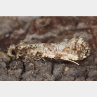 Scardiinae Morophaga choragella