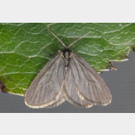 Epichnopteriginae Rebelia plumella claudiasolvensis