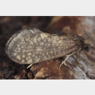 Taleporiinae Taleporia tubulosa