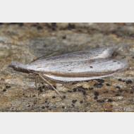 Pleurotini Pleurota bicostella