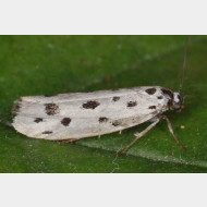 Ethmiinae Ethmia dodecea