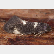Elachistinae Stephensia abbreviatella