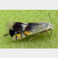 Heliozelidae Coptodisca lucifluella