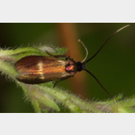 Adelinae Cauchas fibulella