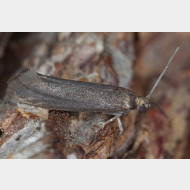 Praydidae Prays ruficeps