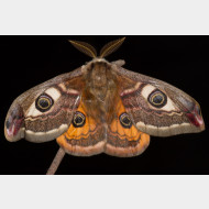 Saturniidae Saturnia pavonia