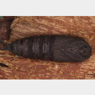 Endromis versicolora Puppe