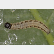 Yponomeuta evonymella raupe