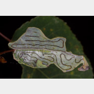 Gracillariidae Phyllocnistinae Phyllocnistis labyrinthella