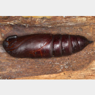 Sphinginae Sphinx ligustri Puppe