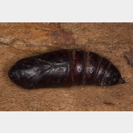 Smerinthinae Smerinthus ocellata zPuppe