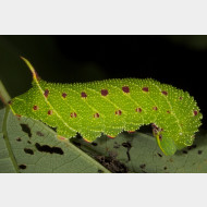 Smerinthinae Laothoe populi araupe