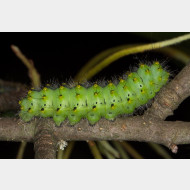 Saturniidae Saturnia pavoniella aRaupe