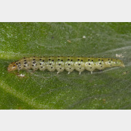 Choreutis nemorana