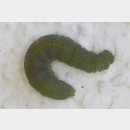 Pierini Pieris rapae Raupe