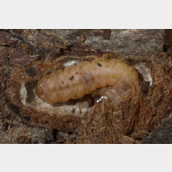 Enarmonia formosana raupe 1