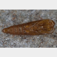 Eucosmini Gypsonoma dealbana z Puppe