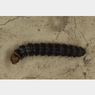 Cnephasiini Cnephasia sp