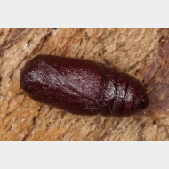 Arctiini Tyria jacobaeae