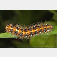 Arctiini Euplagia quadripunctaria Raupe