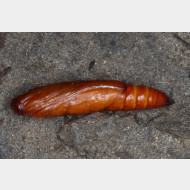 Pyraustinae-Anania-hortulata-2-Puppe