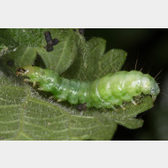 Spilomelinae Pleuroptya ruralis