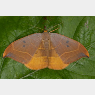 Drepaninae Watsonalla binaria