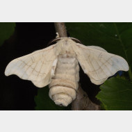Bombycidae Bombyx mori
