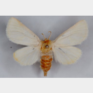 Brahmaeidae Lemonia taraxaci