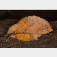 Lasiocampidae Gastropacha populifolia
