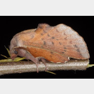 Lasiocampidae Phyllodesma tremulifolia