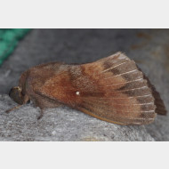 Lasiocampidae Dendrolimus pini