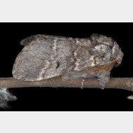 Notodontini Drymonia ruficornis