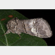 Notodontini Drymonia querna