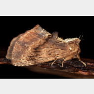 Notodontini Ptilodon capucina