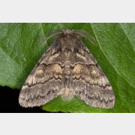 Notodontini Gluphisia crenata