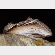 Notodontidae Pheosia gnoma