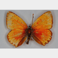Lycaenini Lycaena virgaureae