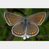 Polyommatini Polyommatus icarus w OS