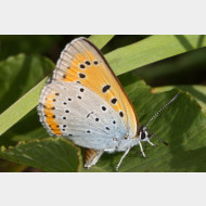 Lycaenini Lycaena dispar us