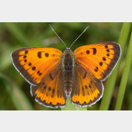 Lycaenini Lycaena dispar w