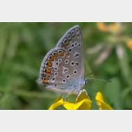 Polyommatini Polyommatus icarus us