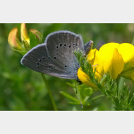 Polyommatini Cyaniris semiargus us