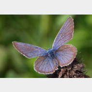 Polyommatini Cyaniris semiargus m